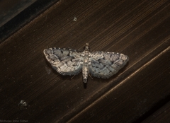 Sufetula hemiophthalma