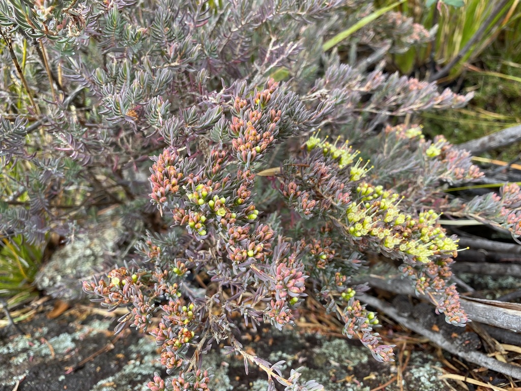 Homoranthus papillatus