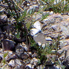 Pontia sisymbrii