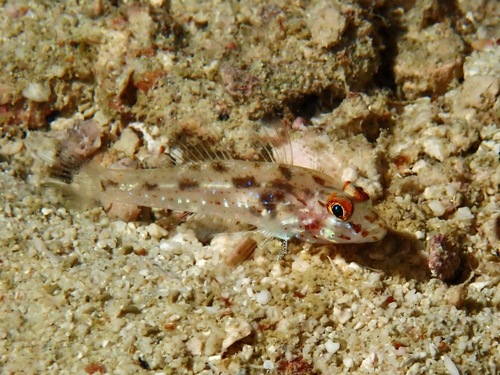 Fine-spotted sandgoby (Fusigobius signipinnis) — Gobiidae — 3