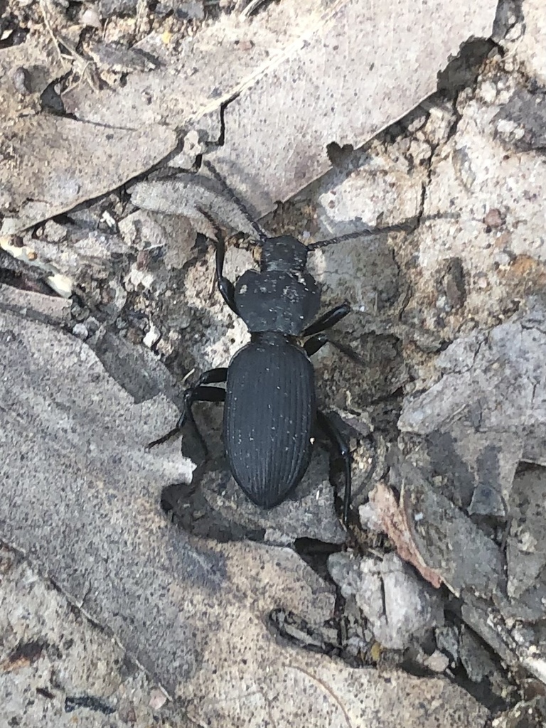 Cardiothorax From Glenrock State Conservation Area, Whitebridge, Nsw 