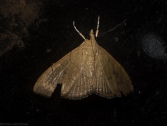 Hyalobathra