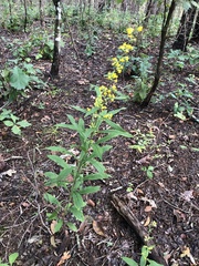 Solidago buckleyi