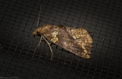 Plusiodonta arctipennis