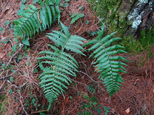 Dryopteris yigongensis