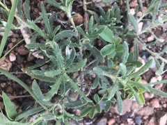 Hirpicium bechuanense