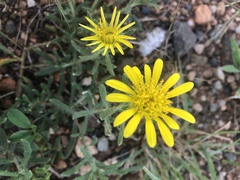 Hirpicium bechuanense