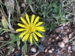 Hirpicium bechuanense