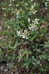 Astragalus australis