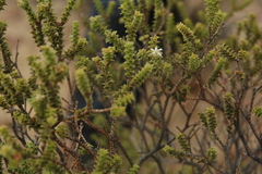 Euchaetis pungens