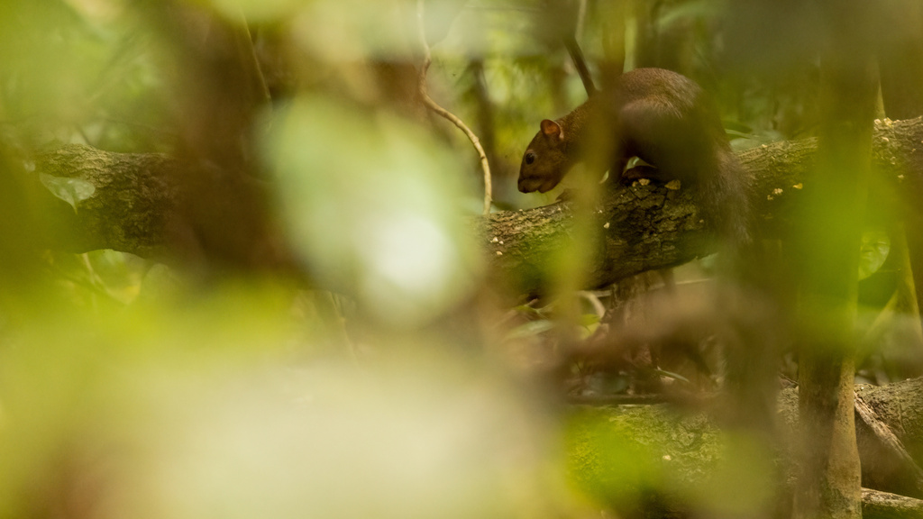 Western Palm Squirrel