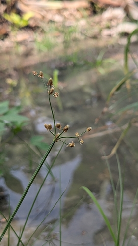 Image of Fimbristylis littoralis by (c) Cheng-Te Hsu, some rights reserved (CC BY)
