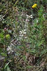 Astragalus australis