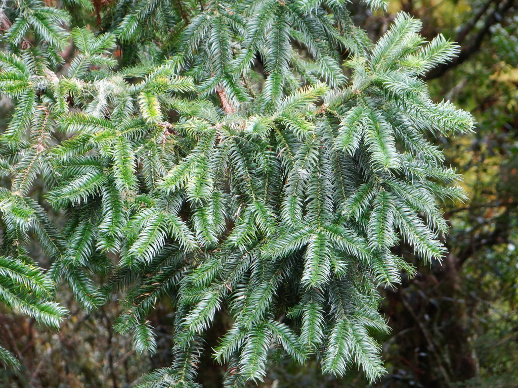 Sa Moc Que Phong (Cunninghamia konishii)