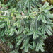 Taiwan-Fir - Photo (c) 呂一起(Lu i-chi), some rights reserved (CC BY), uploaded by 呂一起(Lu i-chi)