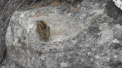 Congo Rope Squirrel