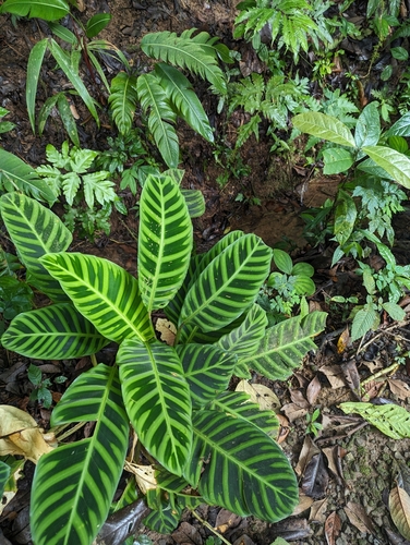 Goeppertia zebrina