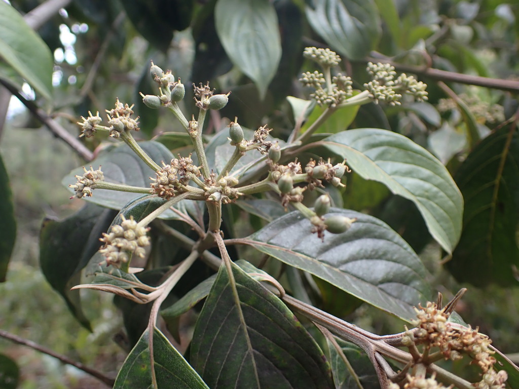Cornus peruviana