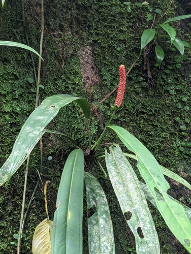 Anthurium bakeri (Anthurium bakeri)