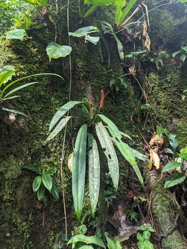 Image of Anthurium bakeri by (c) Eric Watts, some rights reserved (CC BY)