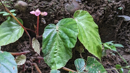 Begonia bouffordii, photograph 2