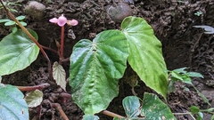 Begonia bouffordii, photograph (c) Cheng-Te Hsu, some rights reserved (CC BY)