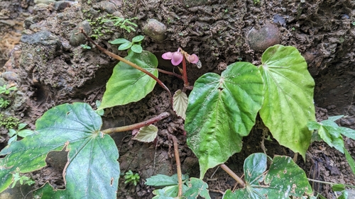 Begonia bouffordii, photograph 3