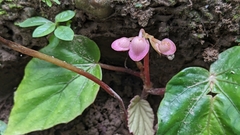 Begonia bouffordii, photograph (c) Cheng-Te Hsu, some rights reserved (CC BY)
