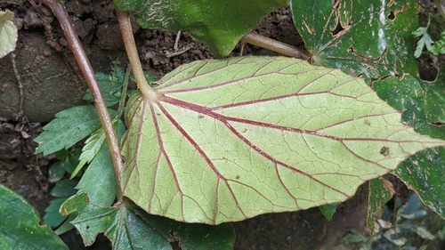 Begonia bouffordii, photograph 5