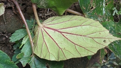 Begonia bouffordii, photograph (c) Cheng-Te Hsu, some rights reserved (CC BY)