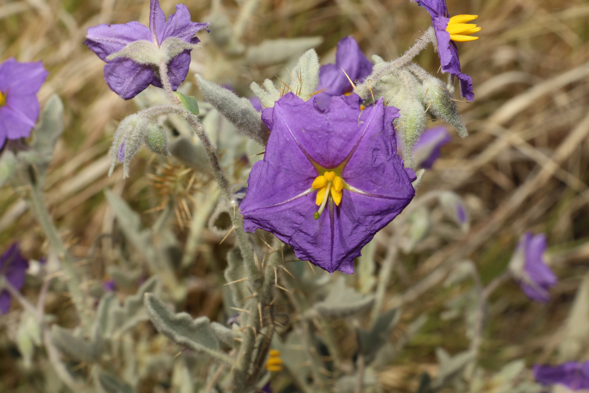 Solanum succosum