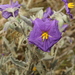 Solanum succosum - Photo (c) Greg Tasney, some rights reserved (CC BY-SA), uploaded by Greg Tasney