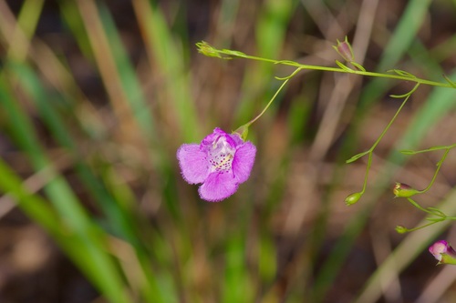 San Antonio False Foxglove (Agalinis homalantha)