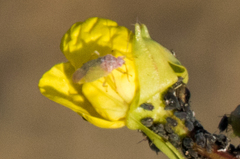 Pseudopsallus puberus