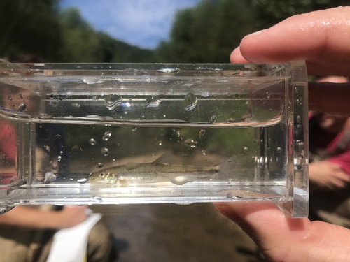 Fatlips minnow (Phenacobius crassilabrum) — Cyprinidae — 4