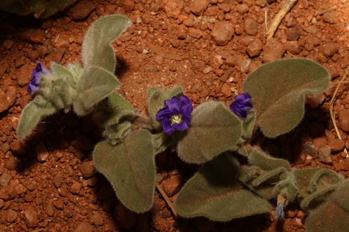 Bonamia pannosa (Bonamia pannosa)
