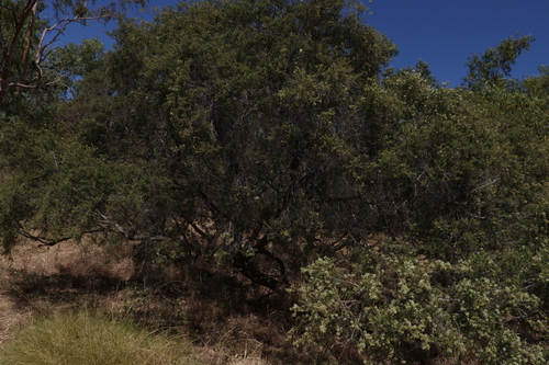 Image of Melaleuca bracteata by (c) Greg Tasney, some rights reserved (CC BY-SA)
