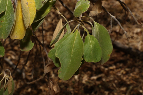 arid peach (Terminalia aridicola)