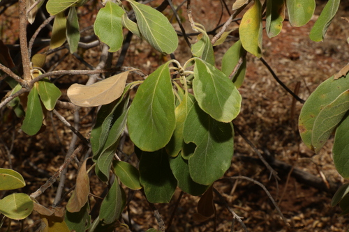 Image of Terminalia aridicola by (c) Greg Tasney, some rights reserved (CC BY-SA)
