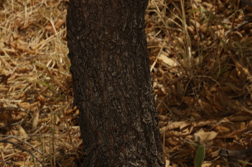 Image of Terminalia aridicola by (c) Greg Tasney, some rights reserved (CC BY-SA)