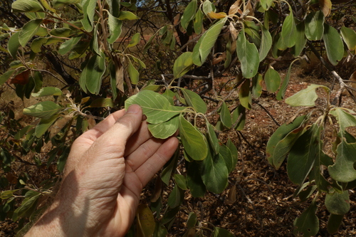 Image of Terminalia aridicola by (c) Greg Tasney, some rights reserved (CC BY-SA)