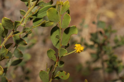 Image of Acacia monticola by (c) Greg Tasney, some rights reserved (CC BY-SA)