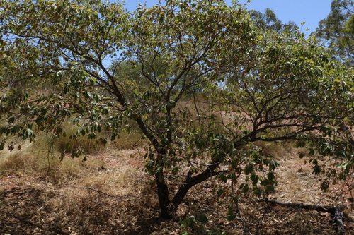 Image of Terminalia aridicola by (c) Greg Tasney, some rights reserved (CC BY-SA)