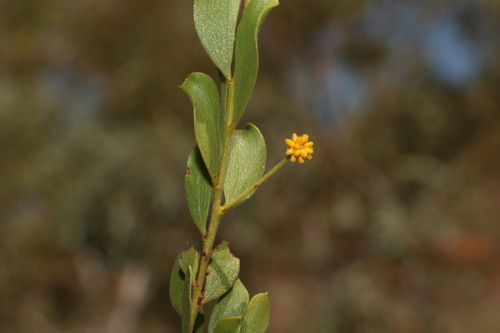 Image of Acacia monticola by (c) Greg Tasney, some rights reserved (CC BY-SA)
