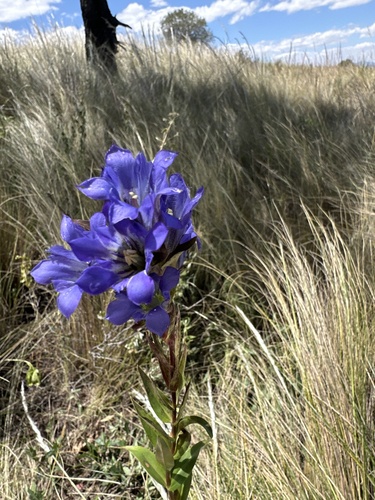 Gentiana spathacea, photograph 5