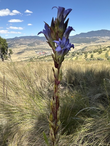 Gentiana spathacea, photograph 4