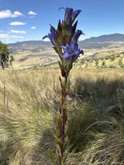 Gentiana spathacea, photograph (c) Carlos Martorell, some rights reserved (CC BY)