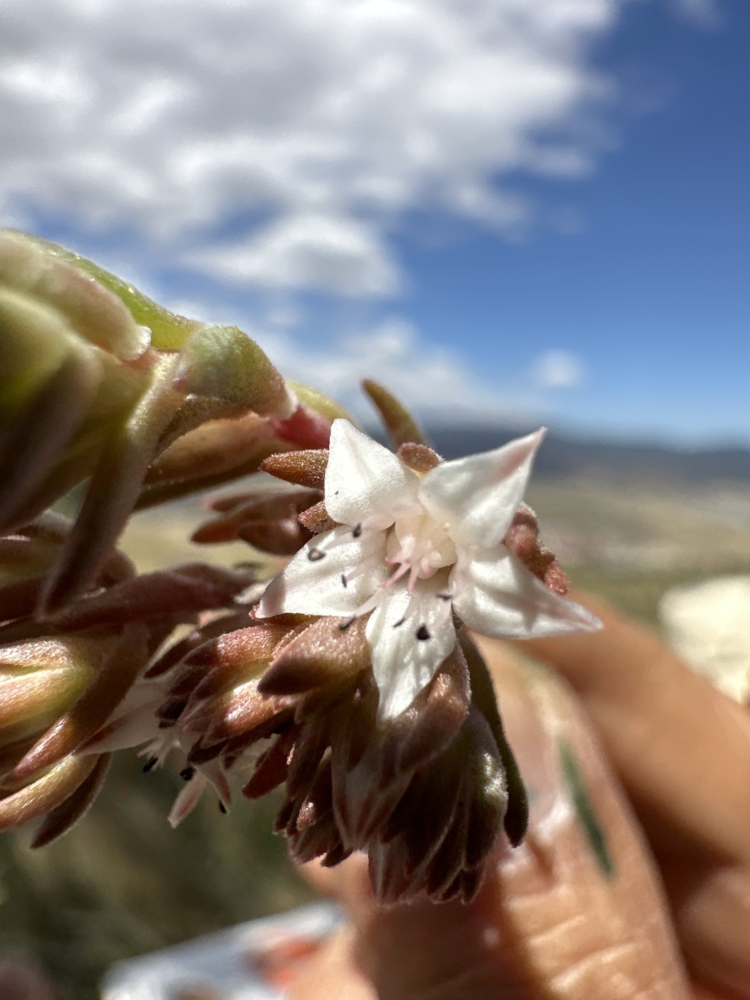 Villadia batesii (Hemsl.) Baehni & J.F.Macbr.