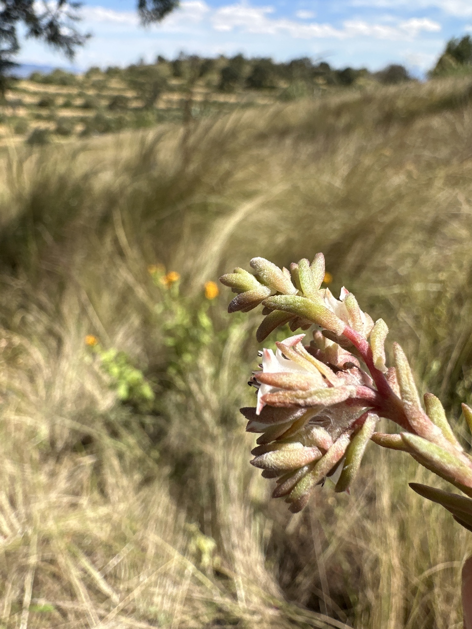Villadia batesii (Hemsl.) Baehni & J.F.Macbr. 2