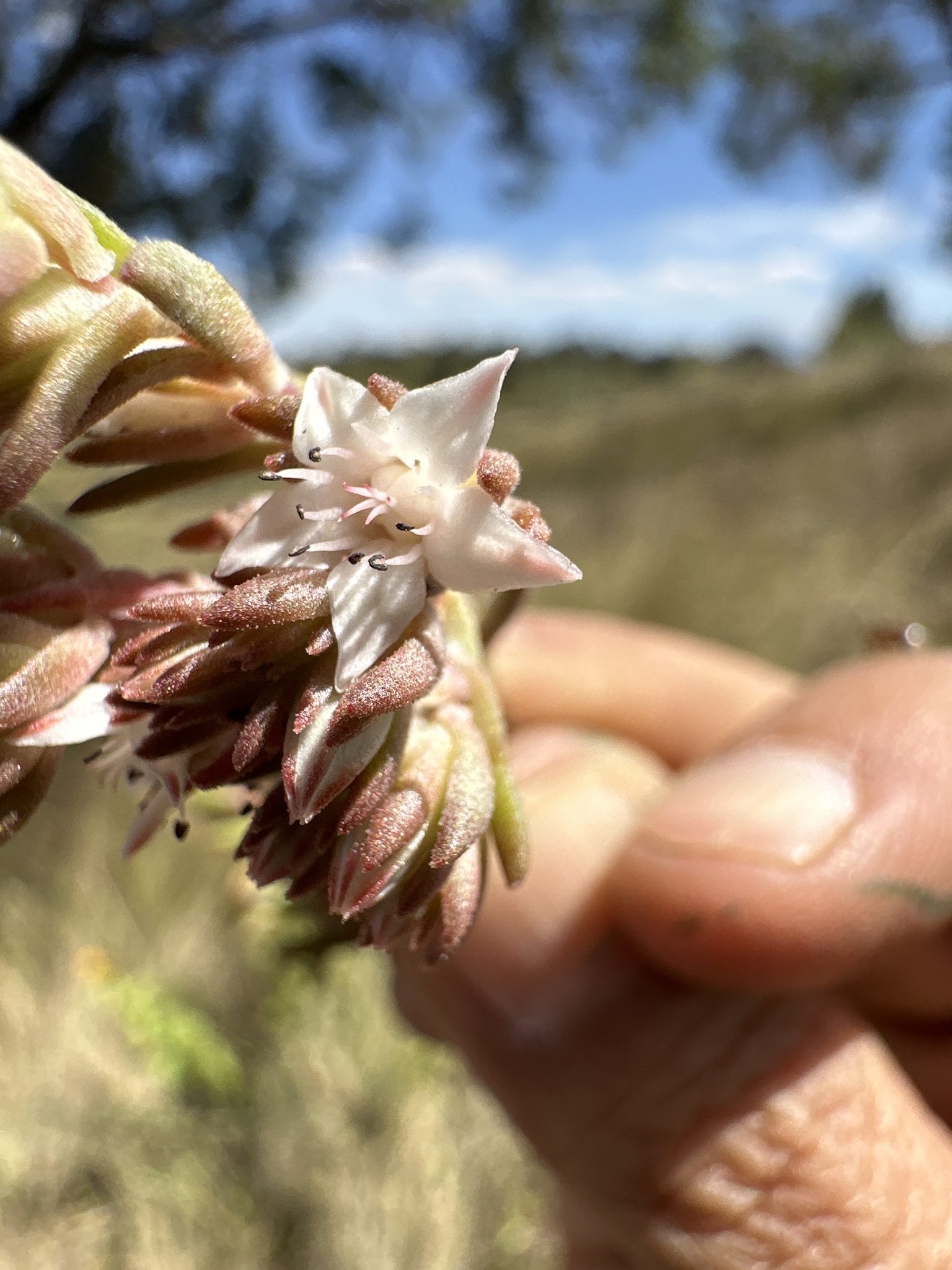 Villadia batesii (Hemsl.) Baehni & J.F.Macbr. 3